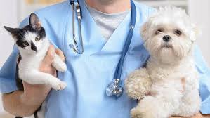 Consultas Veterinárias